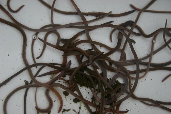 Photo of Aporrectodea longa by Earthworm Research Group University of Lancashire
